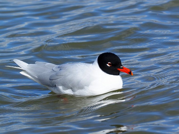 Mediterranean Gull