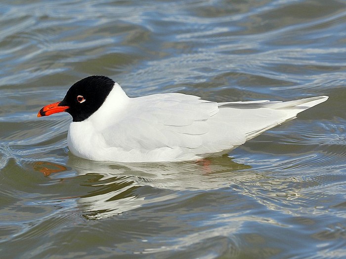 Mediterranean Gull