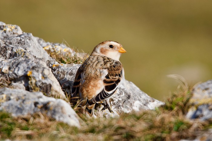 Snow Bunting 