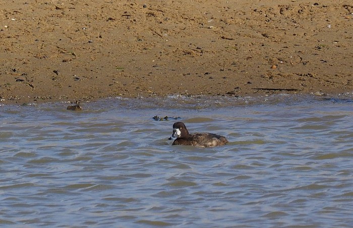 Scaup