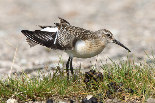 Curlew Sandpiper