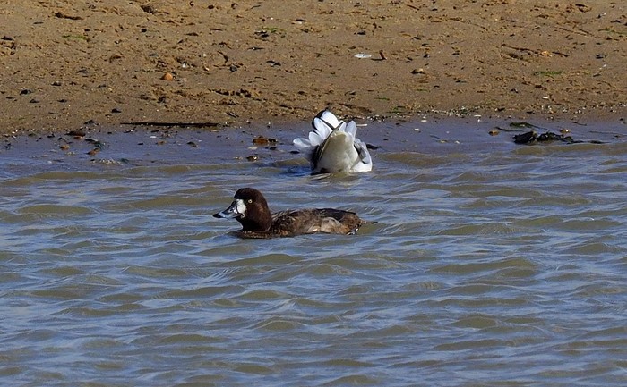 Scaup
