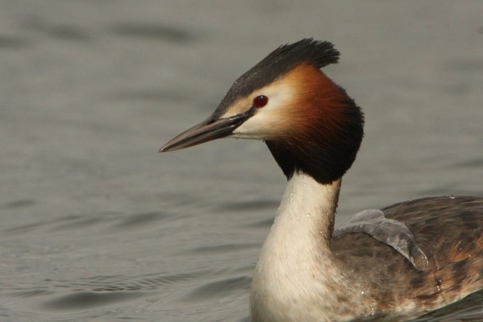Great Crested Grebe