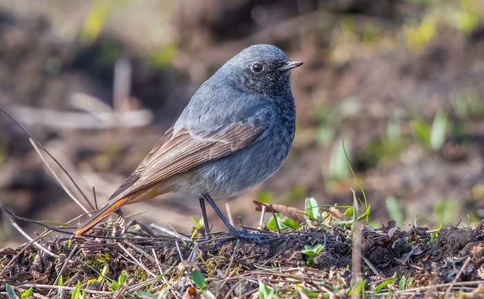 Black Redstart