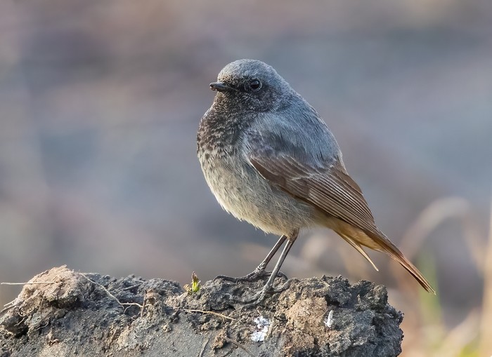 Black Redstart