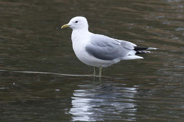 Common Gull