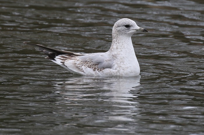 Common Gull