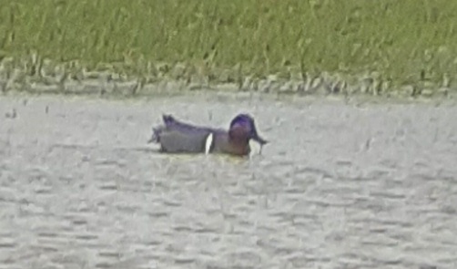 Green-winged Teal