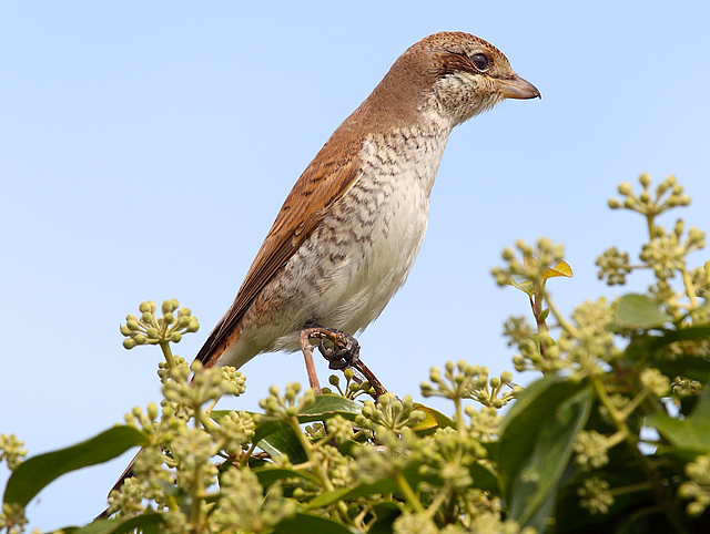Red-backed Shrike