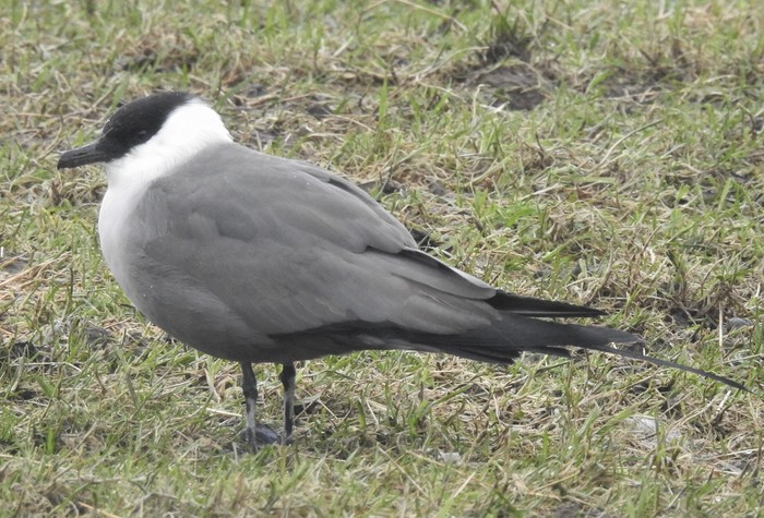 Long-tailed Skua