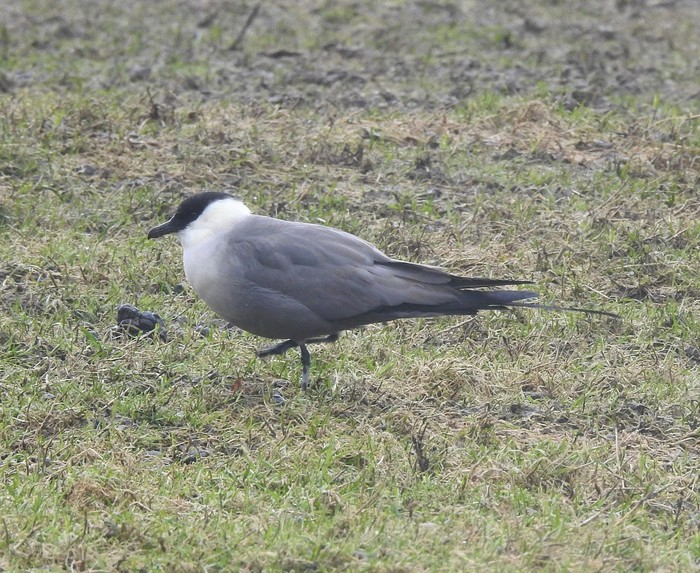 Long-tailed Skua
