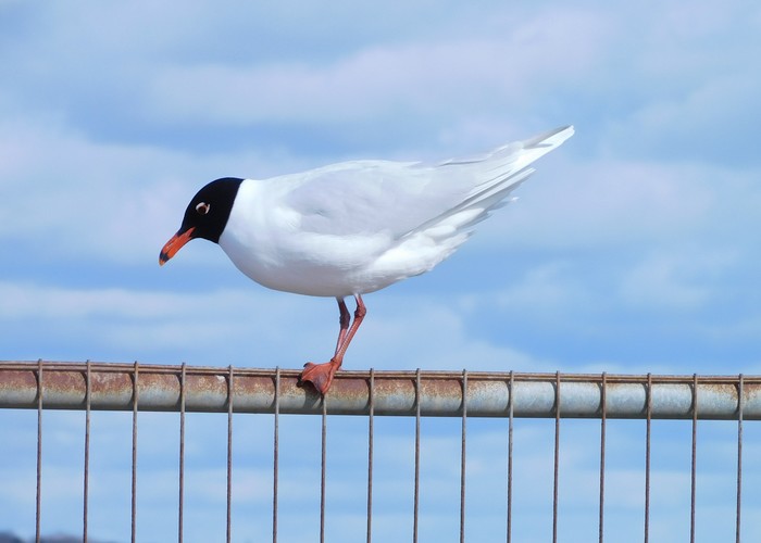 Mediterranean Gull