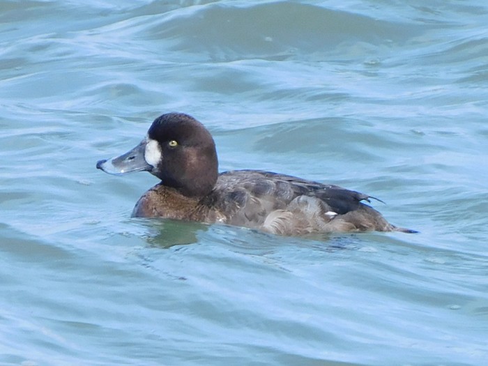 Scaup
