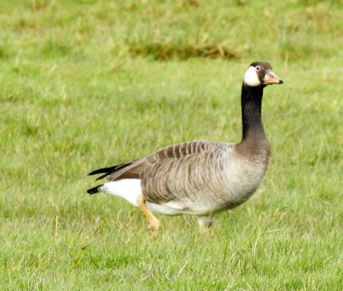hybrid goose