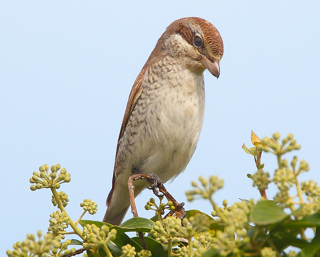 Red-backed Shrike