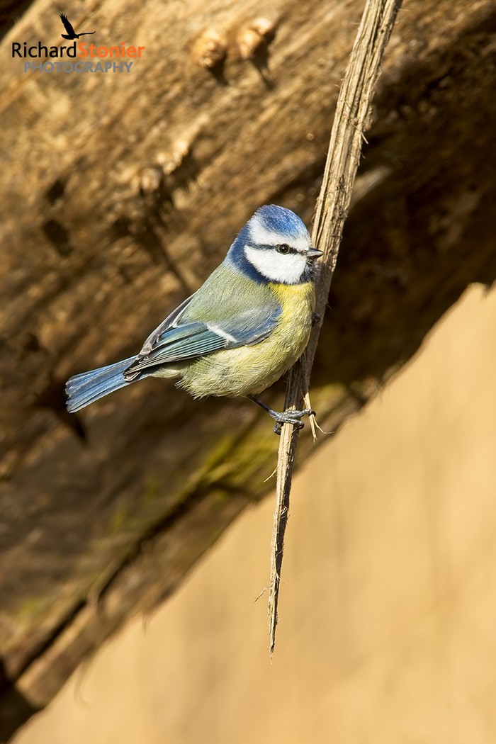 Blue Tit