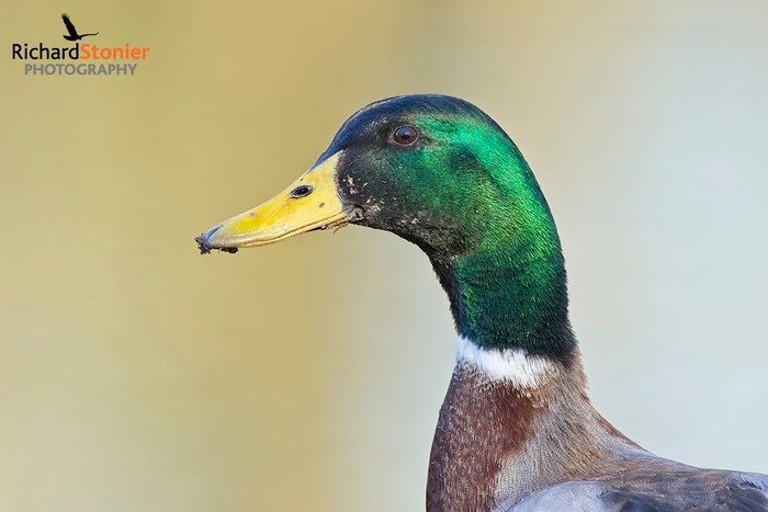 Mallard