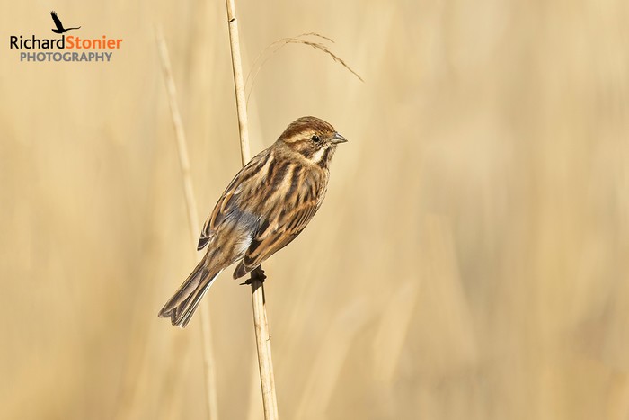 Reed Bunting