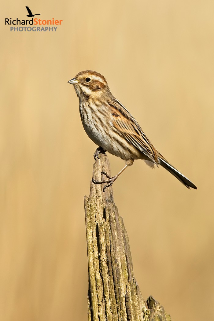 Reed Bunting