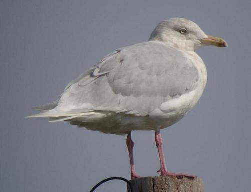 Glaucous Gull