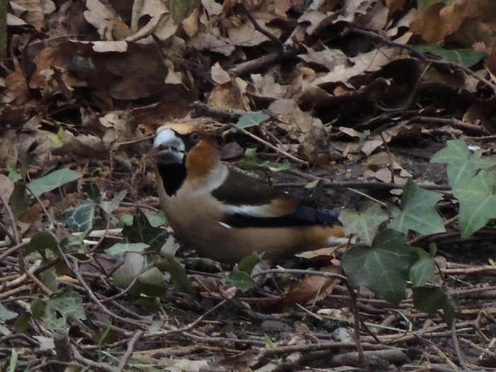 Hawfinch