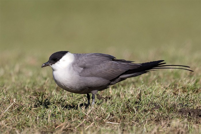 Long-tailed Skua