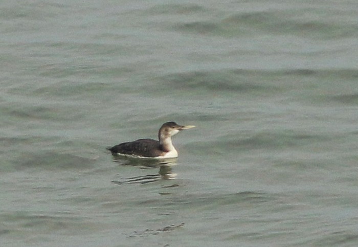 White-billed Diver