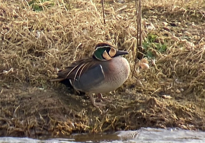 Baikal Teal