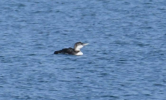 White-billed Diver