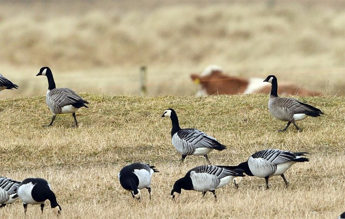 Richardson's Cackling Goose