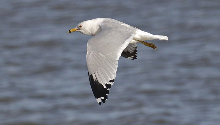 Ring-billed Gull
