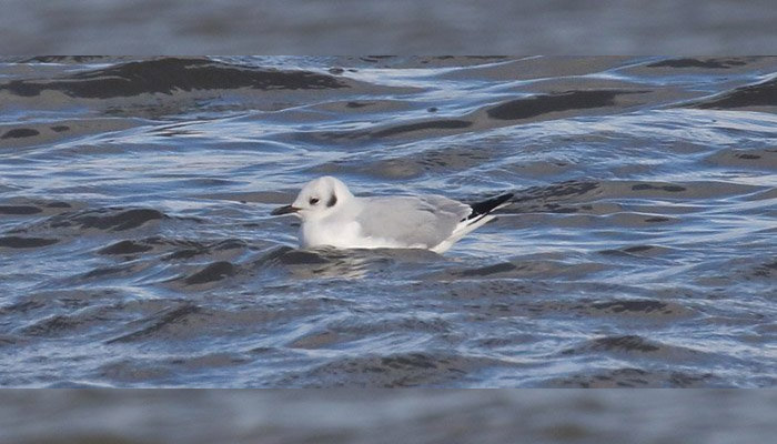 Bonaparte's Gull