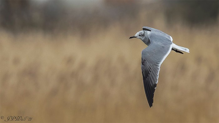 Laughing Gull
