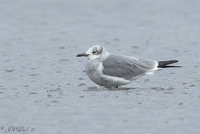 Laughing Gull