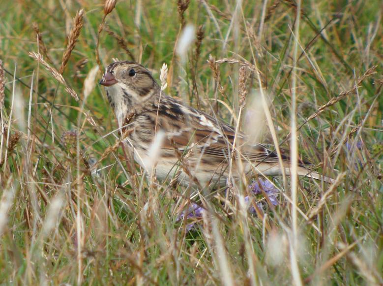 Lapland Bunting