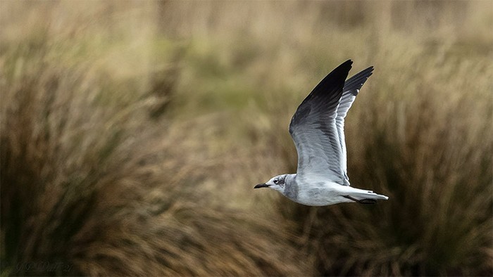Laughing Gull