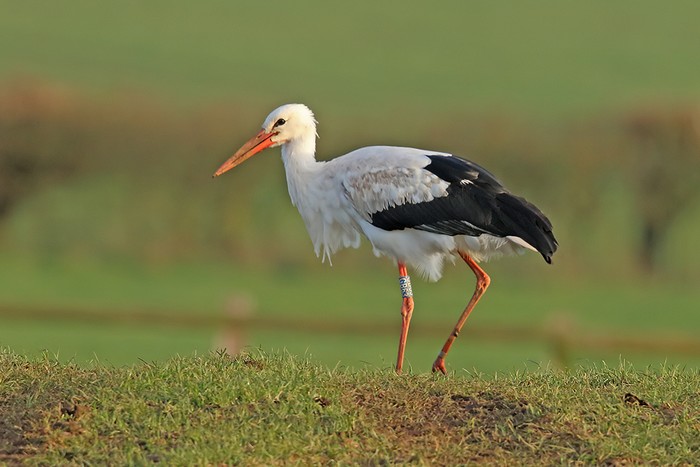 White Stork