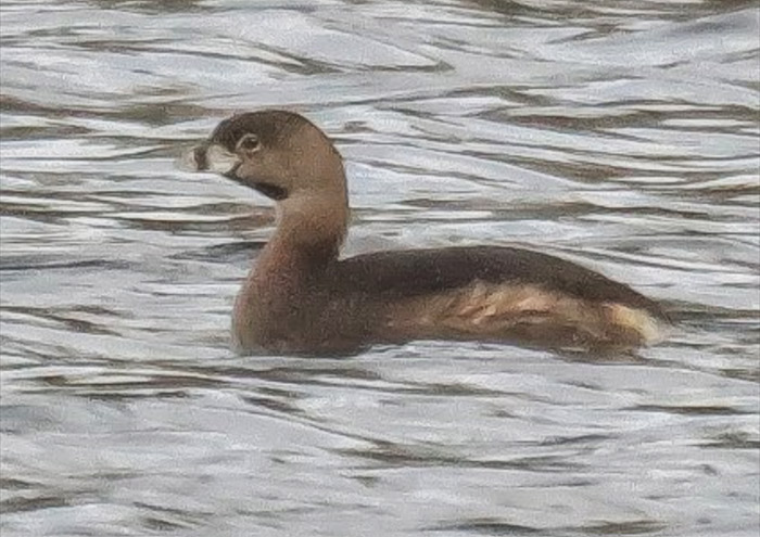 Pied-billed Grebe