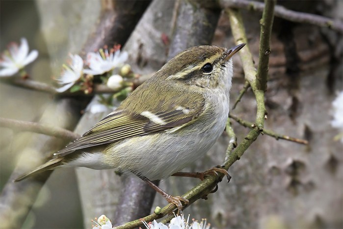 Yellow-browed Warbler