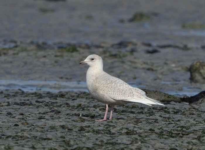 Iceland Gull