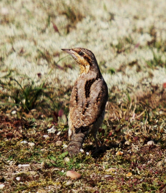 Wryneck