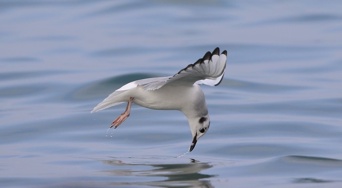 Bonaparte's Gull