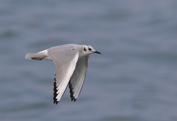 Bonaparte's Gull