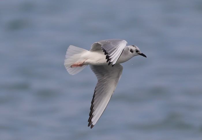 Bonaparte's Gull