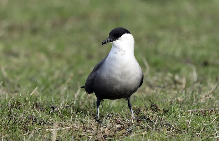 Long-tailed Skua