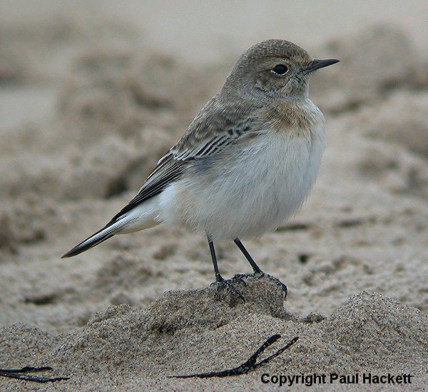 Pied Wheatear