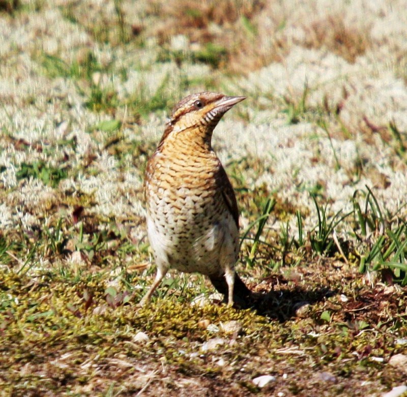 Wryneck