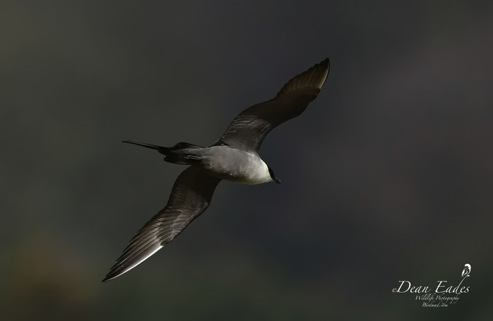 Long-tailed Skua