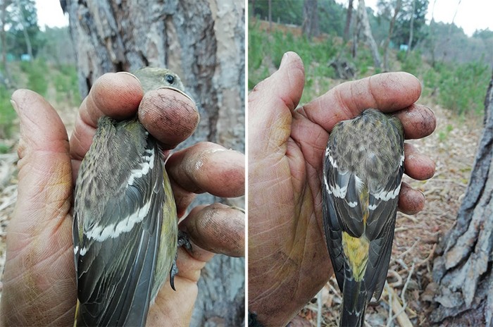 Two-barred Crossbill