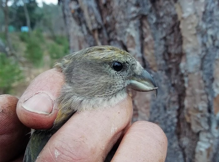 Two-barred Crossbill